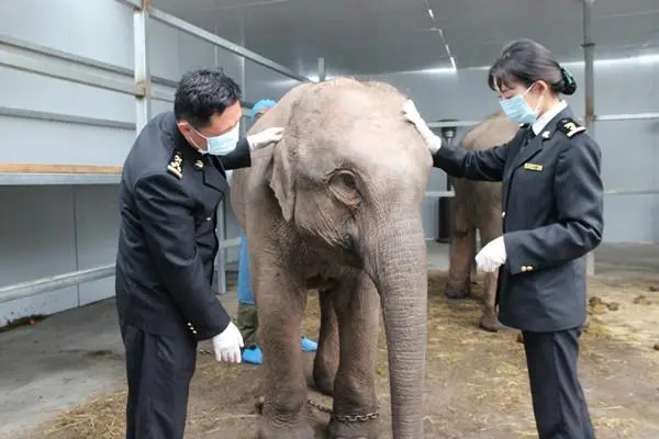 進境（過境）動物及其產(chǎn)品檢疫審批 海南三亞代辦